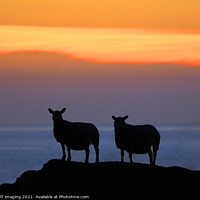 Buy canvas prints of Sunset Sheep Silhouette by OBT imaging