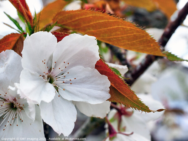 Prunus Cerasus Morello Cherry Blossom Copperleaf  Picture Board by OBT imaging