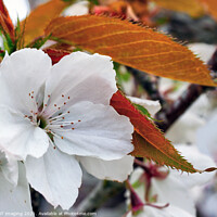 Buy canvas prints of Prunus Cerasus Morello Cherry Blossom Copperleaf  by OBT imaging