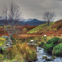 Buy canvas prints of Ben Rinnes From Edinvillie Speyside Morayshire by OBT imaging