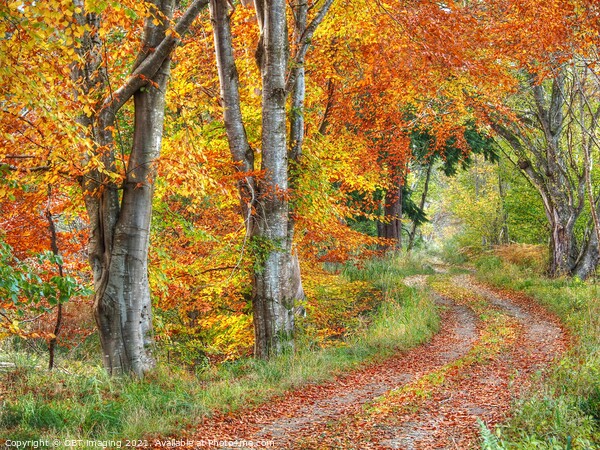 Highland Autumn Splendour October Road Speyside Picture Board by OBT imaging