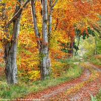 Buy canvas prints of Highland Autumn Splendour October Road Speyside by OBT imaging
