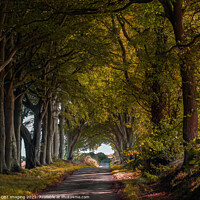 Buy canvas prints of Fairy Tale Beech Tree Arcade A Rural Avenue Aberdeenshire Scotland by OBT imaging