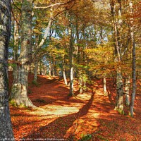 Buy canvas prints of Highland Autumn Splendour Beech Tree Gold Light Ca by OBT imaging
