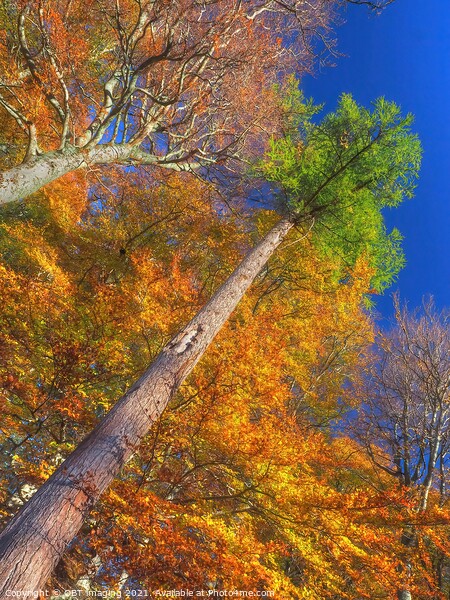Highland Autumn Splendour Speyside Scotland Rainbow Pine Trunk Route Picture Board by OBT imaging