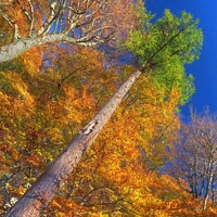 Buy canvas prints of Highland Autumn Splendour Speyside Scotland Rainbow Pine Trunk Route by OBT imaging
