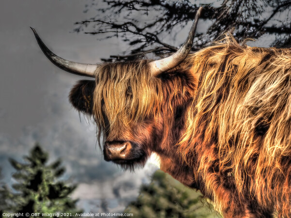 Highland Cow Coo Scottish Highlands Picture Board by OBT imaging