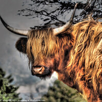 Buy canvas prints of Highland Cow Coo Scottish Highlands by OBT imaging
