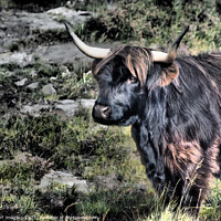 Buy canvas prints of Highland Cow Coo Black and Tan Scottish Highlands by OBT imaging