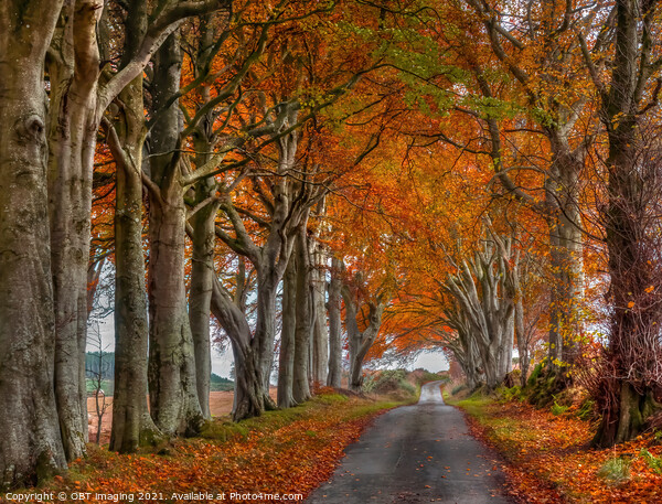 Late Autumn Beech Tree Avenue October Road Gold Rural Scotland Picture Board by OBT imaging