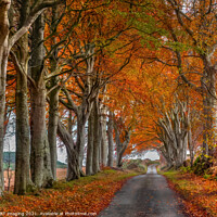 Buy canvas prints of Late Autumn Beech Tree Avenue October Road Gold Rural Scotland by OBT imaging