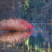 Buy canvas prints of Winter Pink Pine Light Loch Reflection Highland Scotland by OBT imaging