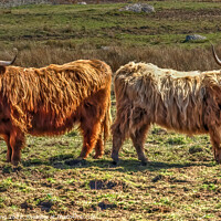 Buy canvas prints of Highland Cattle Cow Coo Scottish Highlands by OBT imaging