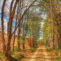 Buy canvas prints of Spring Trail Light Speyside Highland Scotland by OBT imaging