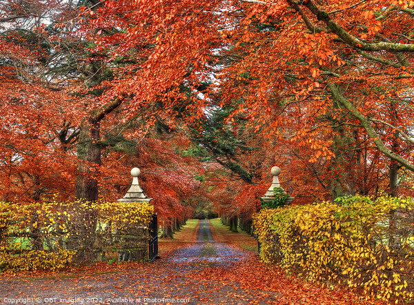 Beech Tree Gates In Autumn Picture Board by OBT imaging