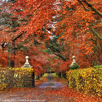 Buy canvas prints of Beech Tree Gates In Autumn by OBT imaging