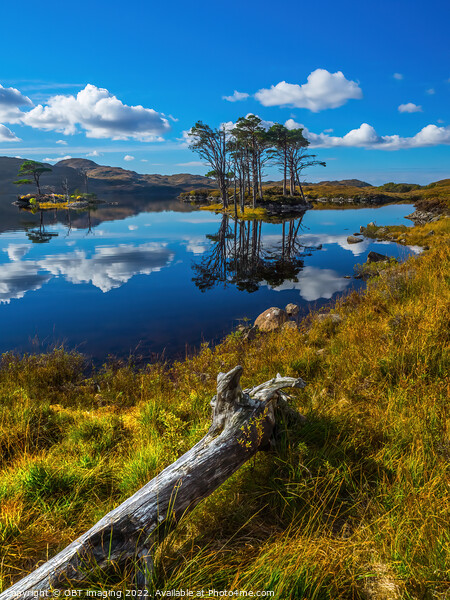 Loch Assynt Lochinver Road Pine Reflection North West Scotland Picture Board by OBT imaging