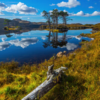 Buy canvas prints of Loch Assynt Lochinver Road Pine Reflection North West Scotland by OBT imaging