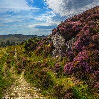 Buy canvas prints of Ancient Drovers Road Heather Clad Assynt West Highland Scotland by OBT imaging