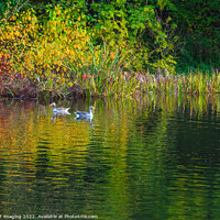 Buy canvas prints of Greylag Geese Autumn Reflection Lake by OBT imaging