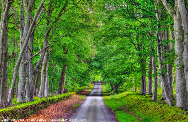Beech Tree Avenue Green Aisle Country Road  Framed Mounted Print by OBT imaging