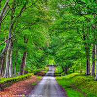 Buy canvas prints of Beech Tree Avenue Green Aisle Country Road  by OBT imaging