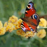 Buy canvas prints of Peacock Butterfly & Yellow Buddleia by OBT imaging