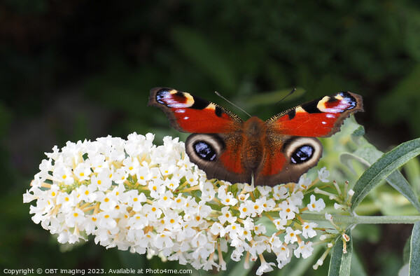 Peacock Butterfly & White Buddleia Picture Board by OBT imaging