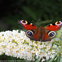 Buy canvas prints of Peacock Butterfly & White Buddleia by OBT imaging