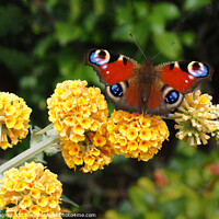 Buy canvas prints of Peacock Butterfly & Yellow Buddleia by OBT imaging