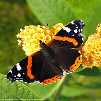 Buy canvas prints of Red Admiral Butterfly & Yellow Buddleia by OBT imaging