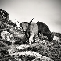 Buy canvas prints of Highland Cow Highland Coo Scottish Highlands  by OBT imaging