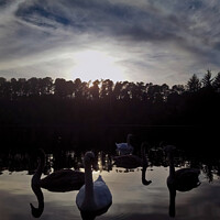 Buy canvas prints of Swans Farewell Tranquil Twilight Lake & Forest  by OBT imaging