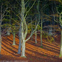 Buy canvas prints of Woodland Walk Autumn Winter Beech Tree Woods by OBT imaging