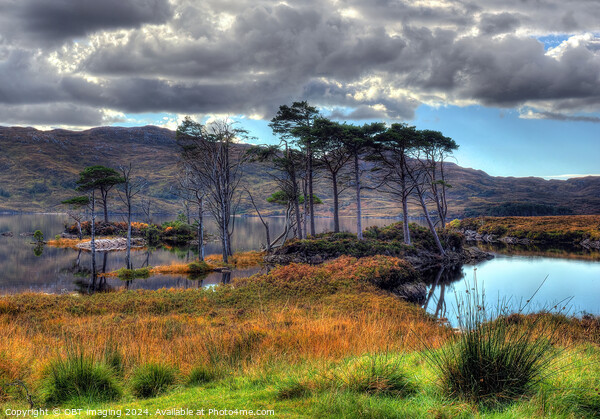 Loch Assynt Pine Trees Late Autumn Scottish Highlands Picture Board by OBT imaging