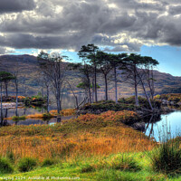 Buy canvas prints of Loch Assynt Pine Trees Late Autumn Scottish Highlands by OBT imaging