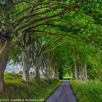 Buy canvas prints of Beech Tree Avenue Nature Arcade by OBT imaging