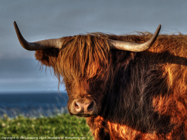Highland Cow Coo Called Whisky Scottish Highlands Picture Board by OBT imaging