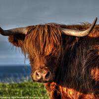 Buy canvas prints of Highland Cow Coo Called Whisky Scottish Highlands by OBT imaging