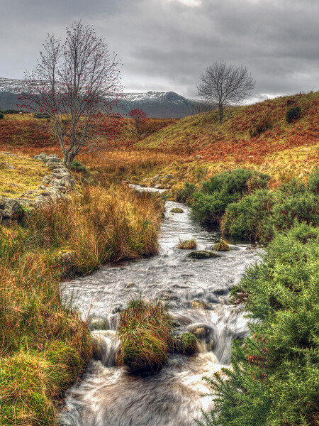 Moorland Stream Ben Rinnes Scotland Picture Board by OBT imaging