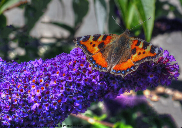 Tortoise Shell Butterfly on Buddleia Scotland Picture Board by OBT imaging