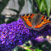 Buy canvas prints of Tortoise Shell Butterfly on Buddleia Scotland by OBT imaging