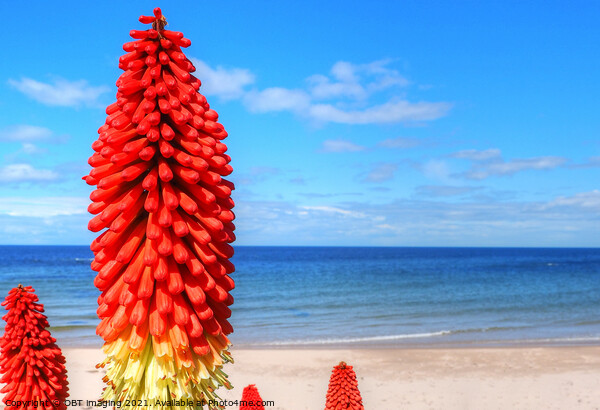 Kniphofia Red Hot Poker Blue Sky Scotland  Picture Board by OBT imaging