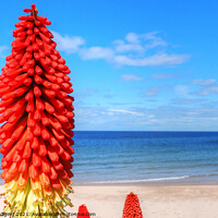 Buy canvas prints of Kniphofia Red Hot Poker Blue Sky Scotland  by OBT imaging