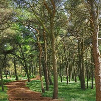 Buy canvas prints of Enchanting Pine Forest Trail by OBT imaging