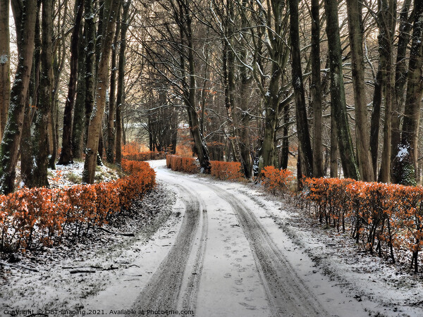 Olde Beech Hedge Drive In Winter Scotland Picture Board by OBT imaging