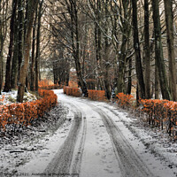 Buy canvas prints of Olde Beech Hedge Drive In Winter Scotland by OBT imaging