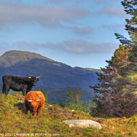 Buy canvas prints of Black And Tan Highland Cattle On The Mountain by OBT imaging