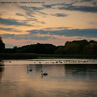 Buy canvas prints of Sunset swans by Michelle Bowler