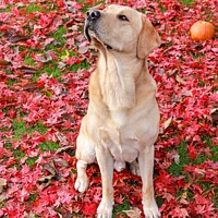 Buy canvas prints of Labs and leaves by Michelle Bowler